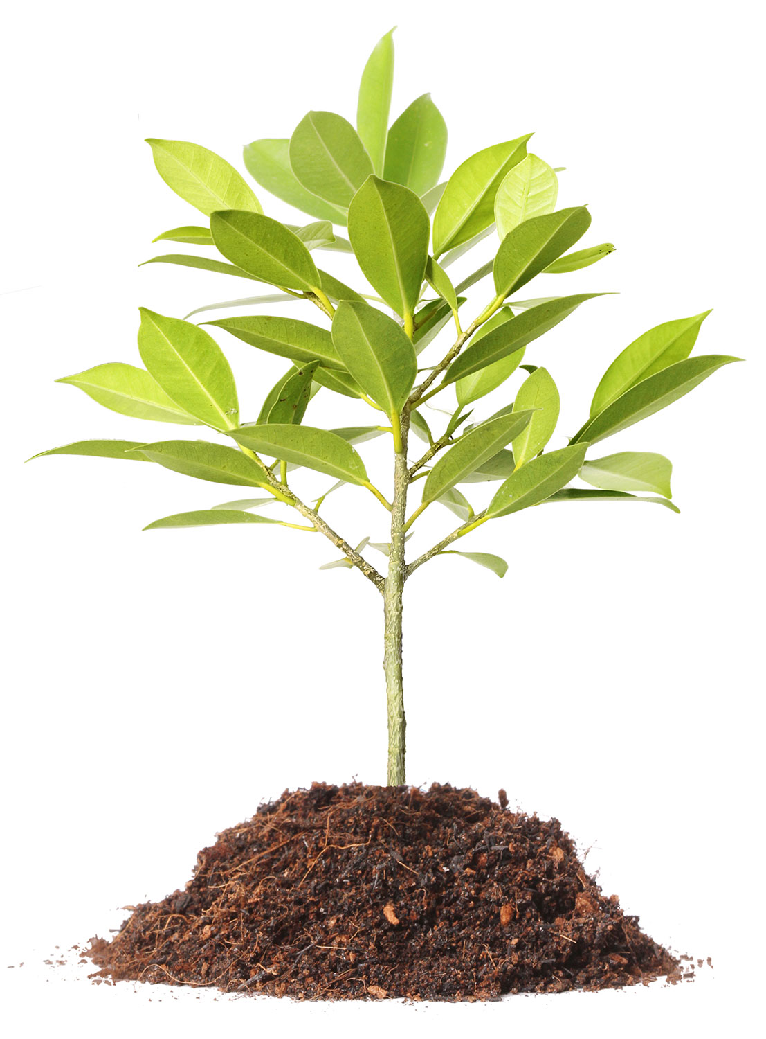 plant growing out of the dirt